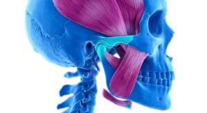 턱관절 구조와 저작근의 의학적 3D 일러스트